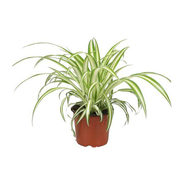 Grünlilie Chlorophytum – Ø12cm – 20–25cm hoch – Pflegeleichte Zimmerpflanze – Luftreinigend & haustierfreundlich für Wohnraum Büro & Schlafzimmer