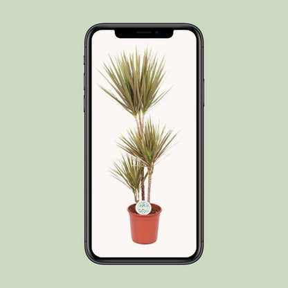 Drachenbaum - Dracaena Bicolor - Zimmerpflanze - Ø24cm - ↕115cm