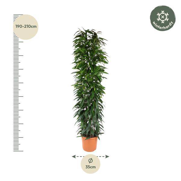 Birkenfeige - Ficus Alii Königssäule - 200cm - ø35cm