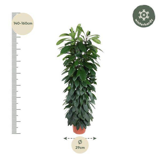 Gummibaum – Ficus Cyathistipula 150cm – Ø29cm – Elegante Zimmerpflanze mit glänzenden grünen Blättern – Immergrüne Dekopflanze für Wohnzimmer, Büro & Wintergarten – Pflegeleicht 