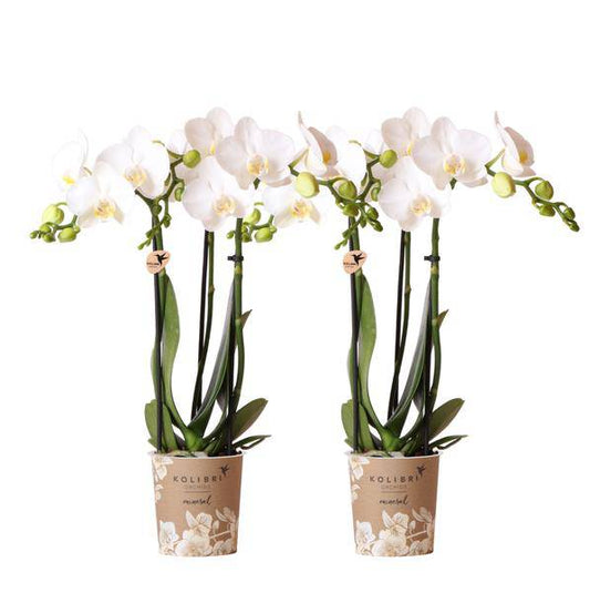 COMBI DEAL von 2 weißen Phalaenopsis Orchideen - Amabilis - Topfgröße Ø9cm | blühende Zimmerpflanze - frisch vom Züchter - Oasis of Life