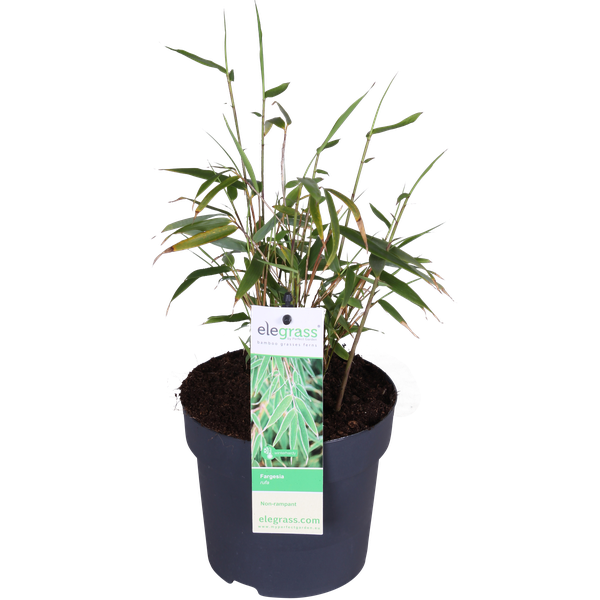 Schirmbambus - Fargesia rufa - Ø14cm - ↨40cm