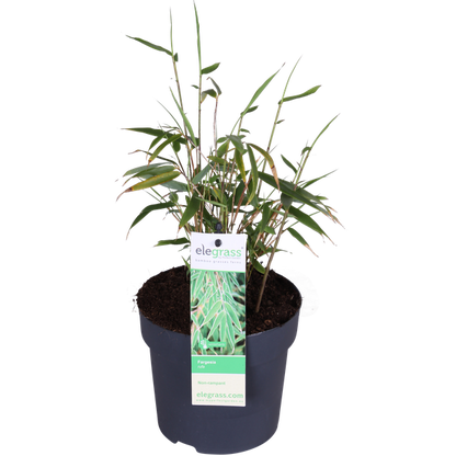Schirmbambus - Fargesia rufa - Ø14cm - ↨40cm