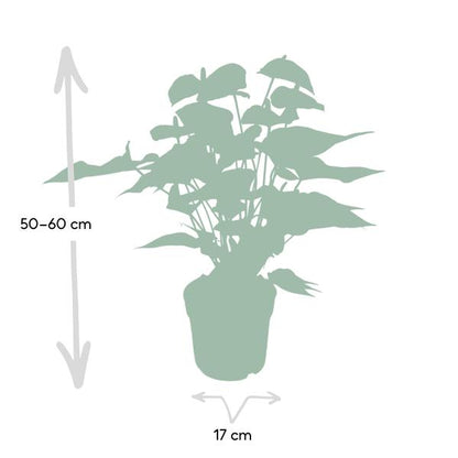 Flamingoblume - Anthurium Rot - Zimmerpflanze - Ø17cm - ↕55cm