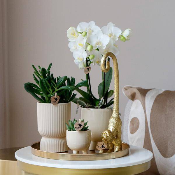 Komplettes Pflanzenset Luxury Living | Grünpflanzen mit weißer Phalaenopsis-Orchidee inkl. Keramik-Ziertöpfe und Zubehör - Oasis of Life
