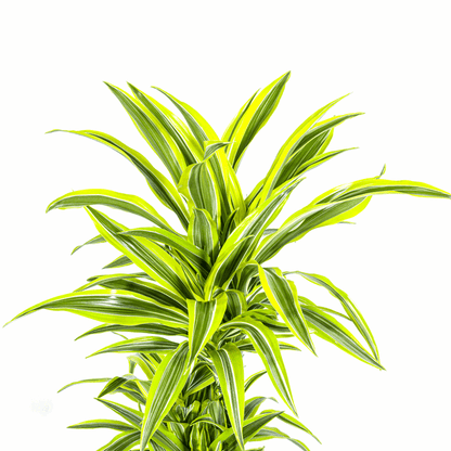 Dracaena Deremensis Zitronenlimette Ø24cm - ↕130 - 150cm