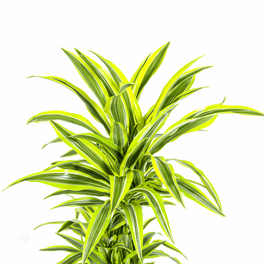 Dracaena Deremensis Zitronenlimette Ø24cm - ↕130 - 150cm
