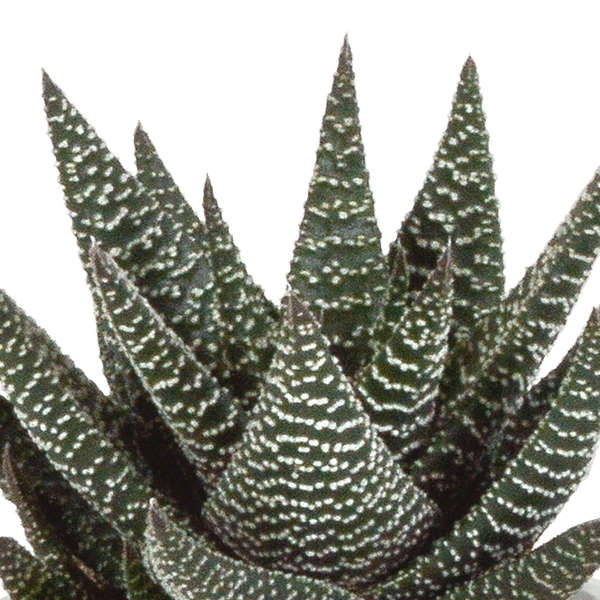 Sukkulente - Gasteria/Haworthia - Mix 8,5cm - 3 Stück + Topf 