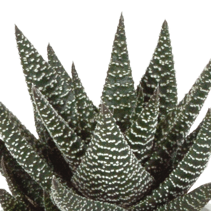 Sukkulente - Gasteria/Haworthia - Mix 8,5cm - 3 Stück + Topf 
