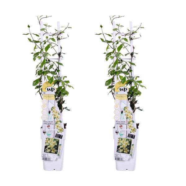 Sternjasmin - Trachelospermum Star of Toscana - ↨65cm - Ø15cm - 2 Stück