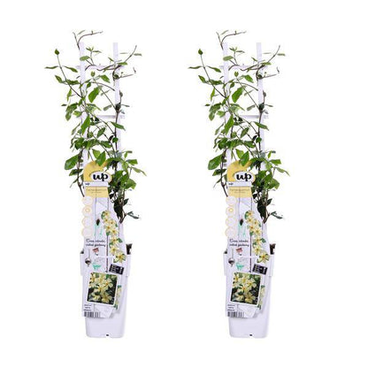 Sternjasmin - Trachelospermum Star of Toscana - ↨65cm - Ø15cm - 2 Stück