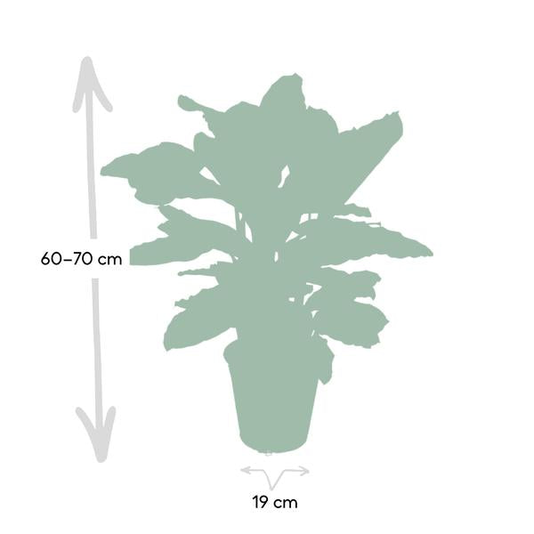 Calathea Zebrina - Pauenpflanze - Ø19cm - ↕80cm - Oasis of Life