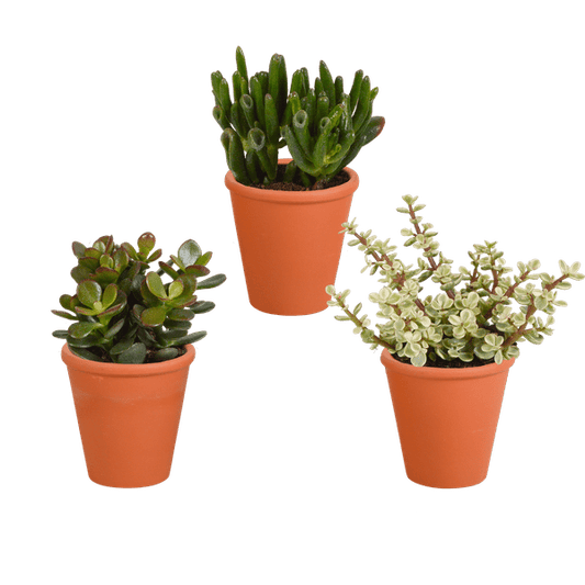 Dickblatt - Crassula - Mix - 8,5 cm - 3 Stück - im Terrakotta-Topf 