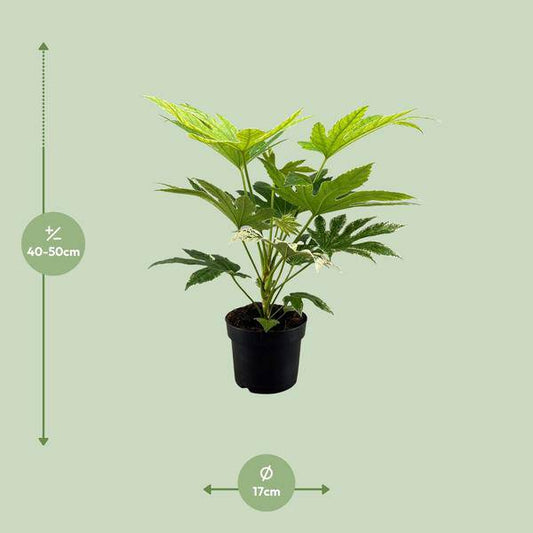 Zimmeraralie - Fatsia Japonica Spider web - Zimmerpflanze - Ø17cm - ↕50cm