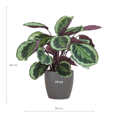 Calathea Medaillon - Korbmarante - Zimmerpflanze - ↕65cm - Ø21cm + Topf Viber Grau