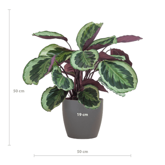 Calathea Medaillon 65cm – Korbmarante Zimmerpflanze Ø21cm im grauen Viber Topf – tropische Grünpflanze mit dekorativen Blättern 