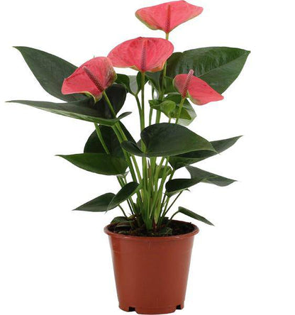 Anthurium Sweet Dream in transparenter Hülle - Flamingoblumen - Zimmerpflanze - Ø12cm - ↕36cm 