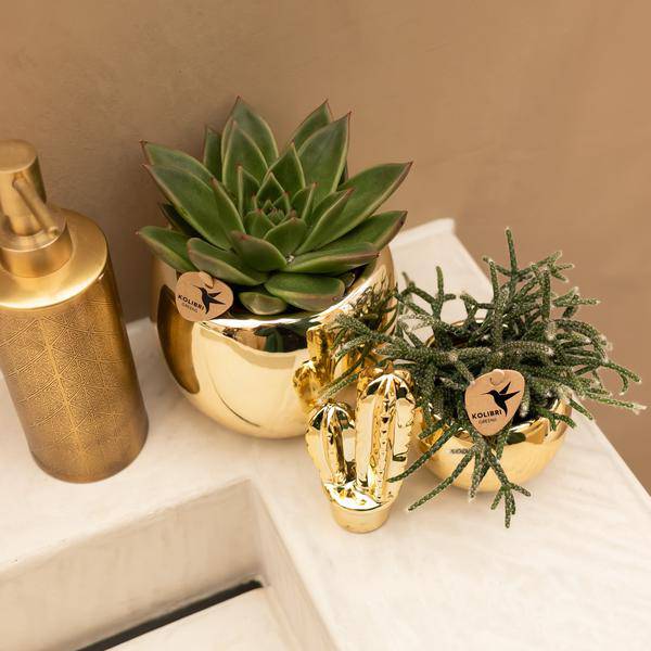 Ornament - Dekoskulptur Kaktus - Gold - Oasis of Life