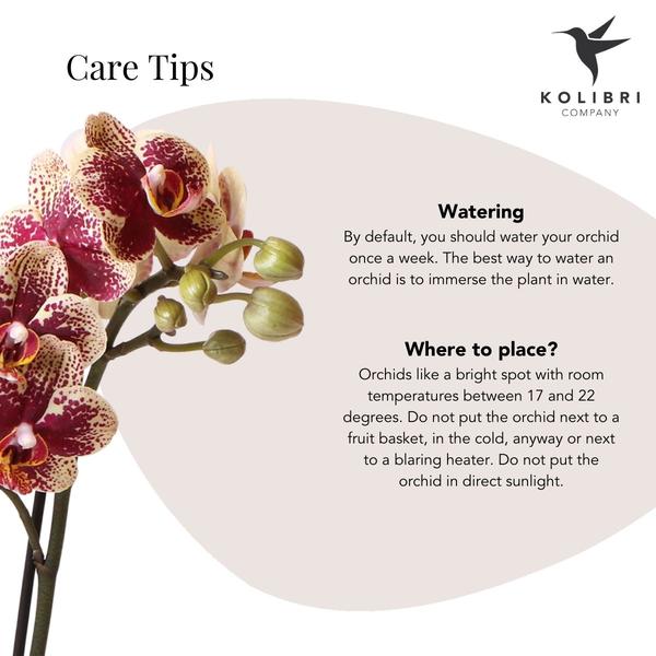 Gelbe rote Phalaenopsis Orchidee - Spanien - Topfgröße Ø9cm | blühende Zimmerpflanze - frisch vom Züchter - Oasis of Life