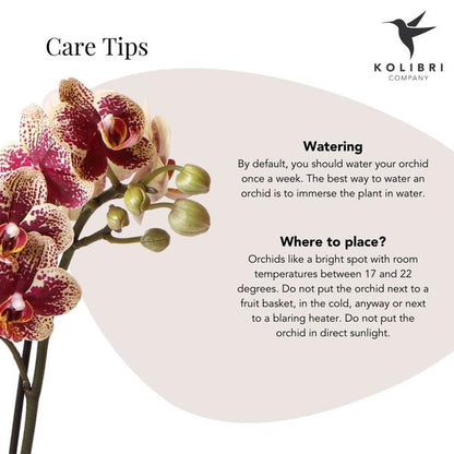 Gelbe rote Phalaenopsis Orchidee - Spanien - Topfgröße Ø9cm | blühende Zimmerpflanze - frisch vom Züchter - Oasis of Life