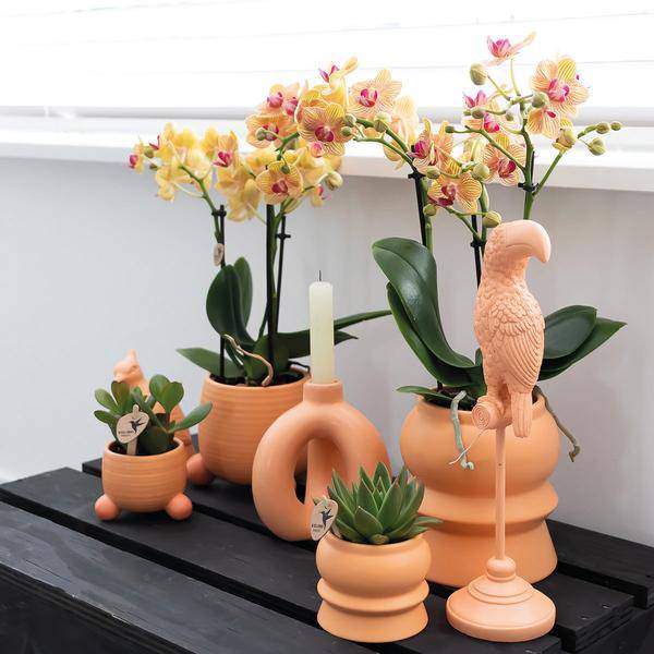 Rollender Pfirsichblumentopf - Pfirsichfarbener Keramiktopf - Ø6cm - Oasis of Life