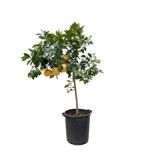 Pomelobaum – Citrus Pompelmo 150cm – Ø40cm – Mediterrane Zitruspflanze mit duftenden Blüten & Früchten – Kübelpflanze für Garten, Terrasse, Balkon & Wintergarten 