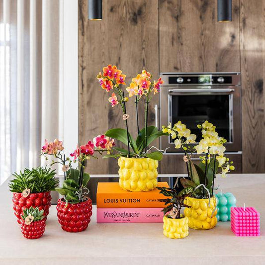 Beeren-Topf - 12cm