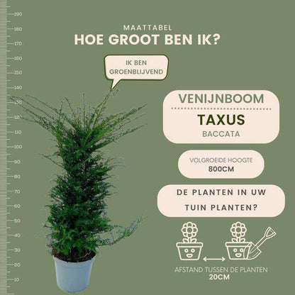 Eibe - Eibenhecke - 10 Meter Hecke - ↨100-125 cm - 20 Stück