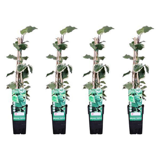 Bunter Efeu - Hedera algeriensis 'Gloire de Maren' - ↨65cm - Ø15cm - 4 Stück