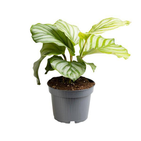 Korbmarante - Calathea Orbifolia - Zimmerpflanze - Ø12cm - ↕25cm 