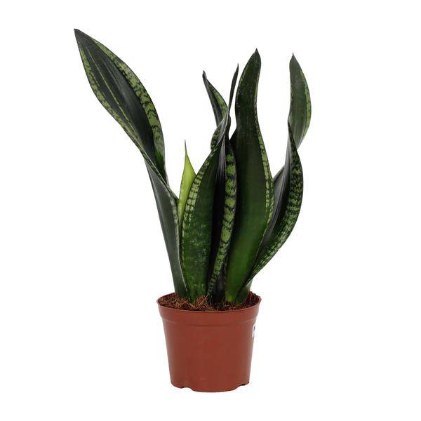 Bogenhanf – Sansevieria Whitney – Schwiegermutterzunge – Ø12 cm Topf – ca. 27 cm hoch – Luftreinigende Zimmerpflanze