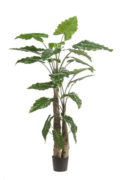 Kunstpflanze - Alocasia - 180 cm 