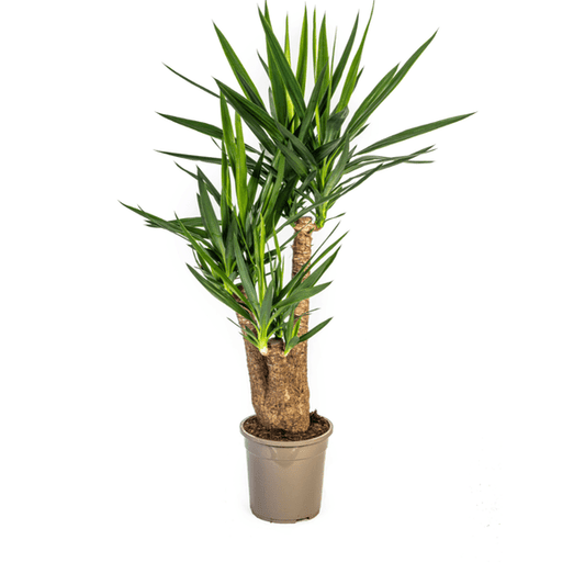 Yucca Elephantipes Ø24cm - ↕90-100cm - Oasis of Life