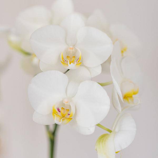 Amabilis Orchidee Weiß & Sukkulente im Tube-Dekotopf Weiß Ø9cm – Pflanzset – Elegantes Duo aus Orchidee mit 2–3 Blütenstielen & moderner Sukkulente – Zimmerpflanze für Wohnzimmer & Büro 