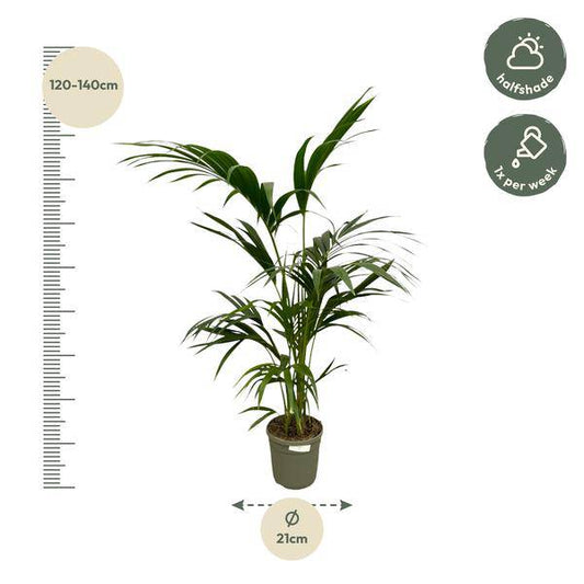 Kentia-Palme – Howea forsteriana – Exklusive Zimmerpalme – ↕130cm – Ø21cm – Tropische Grünpflanze für Wohnzimmer, Büro & Wintergarten – Elegante Palme mit dunkelgrünen Blättern 