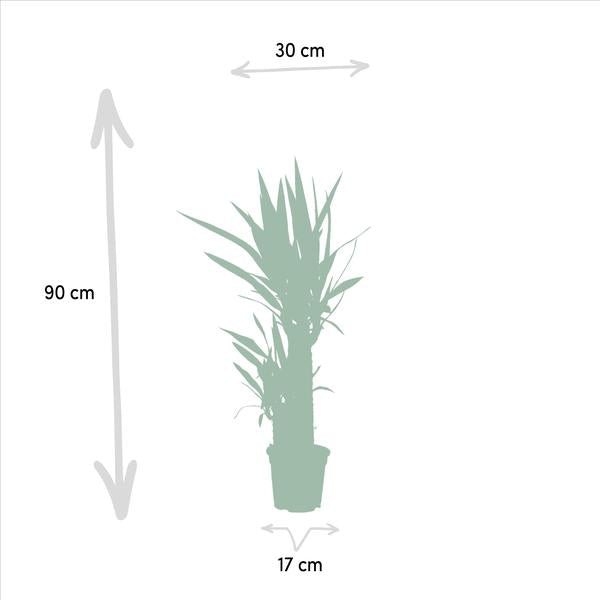 Yucca - Ø17cm - ↕90cm - Oasis of Life