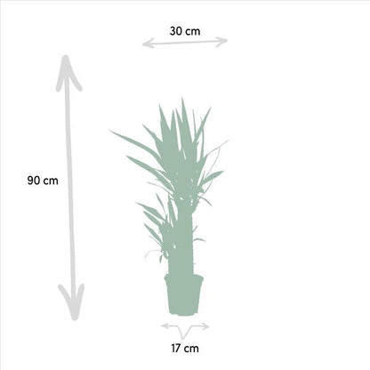 Yucca - Ø17cm - ↕90cm - Oasis of Life