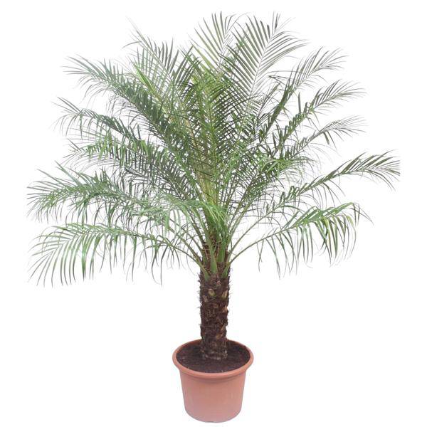 Zwerg-Dattelpalme - Phönix Roebelinii - 200cm - ø40cm