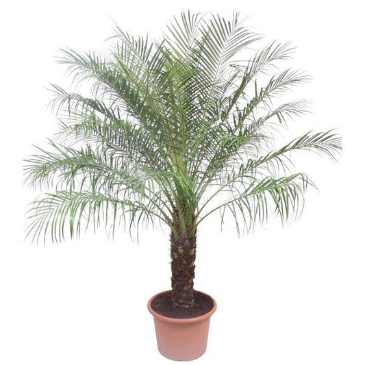 Zwerg-Dattelpalme – Phoenix Roebelinii – Zimmerpflanze ca. 200cm Höhe – Ø40cm – exotische Palme für Wohnzimmer, Wintergarten & Büro 