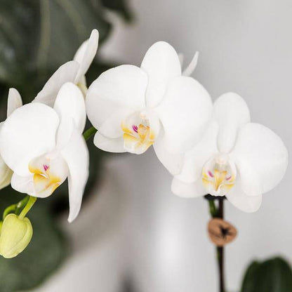 Phalaenopsis Orchidee Amabilis Weiß Ø9cm & Sukkulente Crassula Hobbit Ø6cm - Zimmerpflanze - Pflanzset + türkisfarbener Keramik-Ziertöpfe
