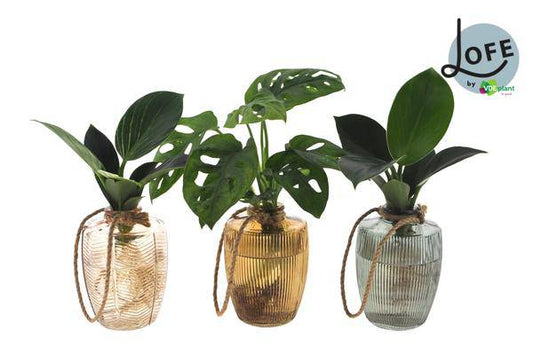 LOFE | Intenz Mix in Walzer Glas - 3 Stücke - Ø7cm - ↕25cm - Oasis of Life
