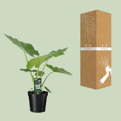 Riesenblättriges Pfeilblatt - Alocasia Macrorrhiza - Zimmerpflanze - Ø19cm - ↕70cm