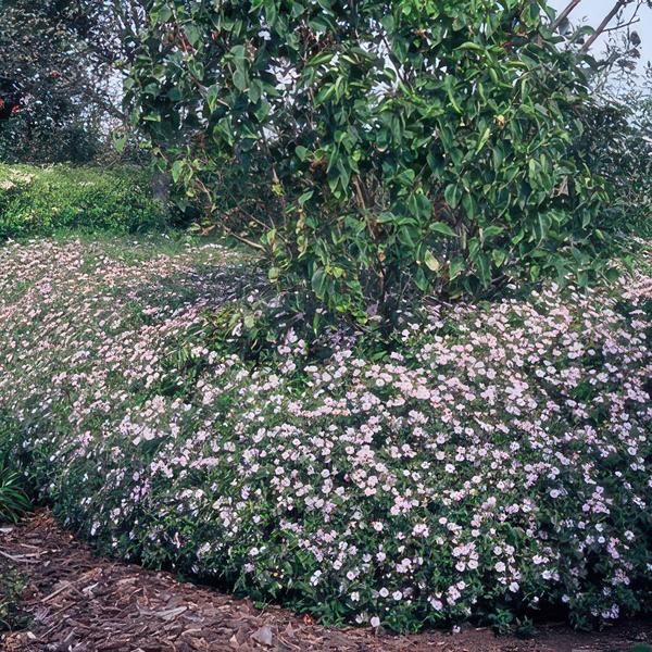 Wild-Aster - Aster ageratoides 'Asran' - ↕10-25cm - Ø9cm - 12 Stück