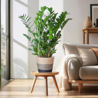Zamioculcas Zamiifolia Glücksfeder – robuste Zimmerpflanze ↕80cm Ø21cm – pflegeleichte Smaragdpalme im nachhaltigen Viber Topf Schwarz 