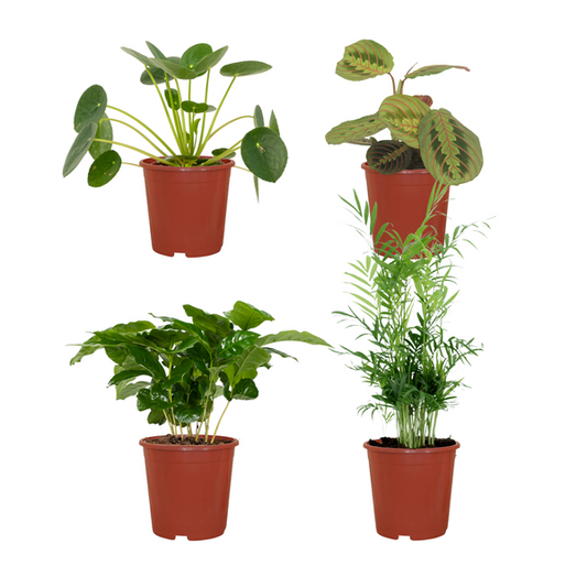Tierfreundliche Pflanzenset - Ø12cm - ↕20-40cm - 4 Pflanzen