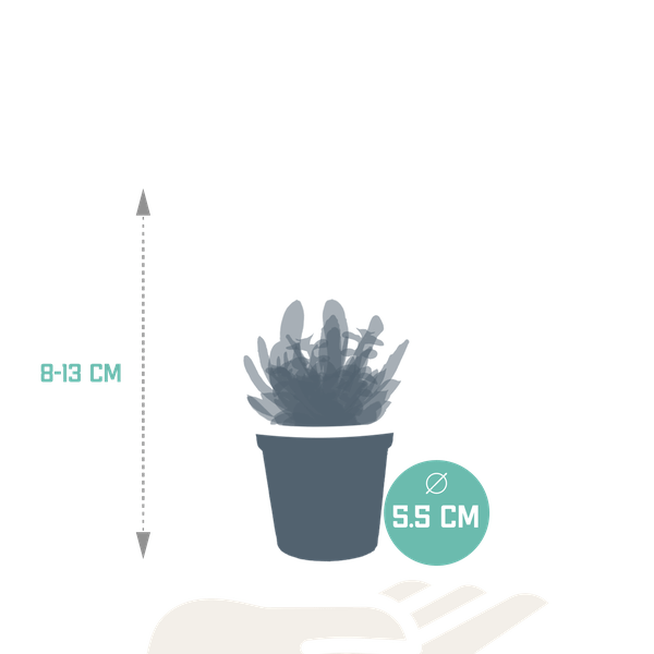 Sukkulenten - Mix - 5,5 cm - 10 Stück 