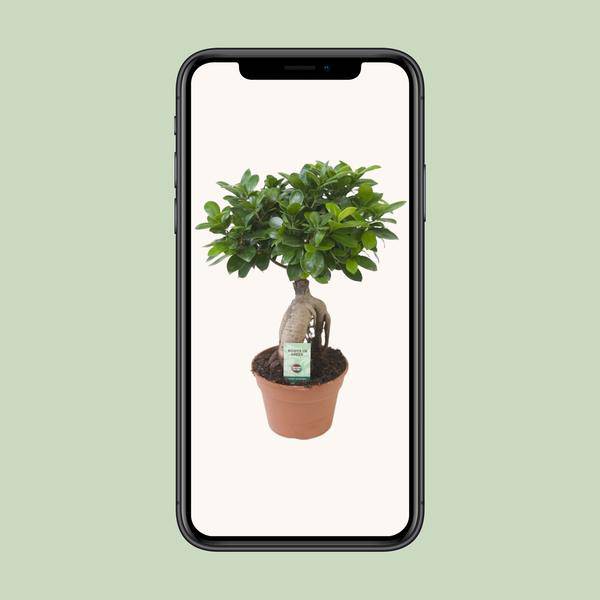 Chinesische Feige - Ficus Ginseng - Zimmerpflanze - Ø17cm - ↕40cm