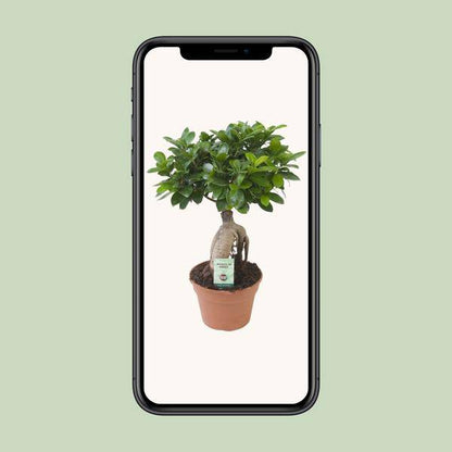 Chinesische Feige - Ficus Ginseng - Zimmerpflanze - Ø17cm - ↕40cm