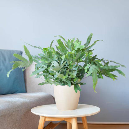 Phlebodium Aureum 'Blue Star' - Blauer Tüpfelfarn - Zimmerpflanze + Topf Viber Weiß - ↕40cm - Ø17cm