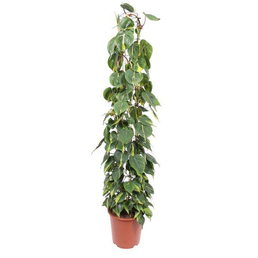 Baumfreund - Philodendron Scandens Brasil - Zimmerpflanze - 160cm - ø27cm 